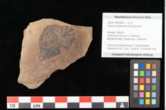 Foto (Objekt + Etikett) von Quercus palaeoilex Ettingshausen (NHMW-GEO-2024-0188-0953)